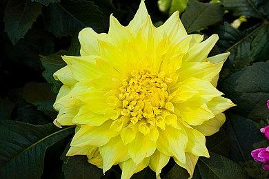 有妖气漫画关停公告 12月31日正式关停